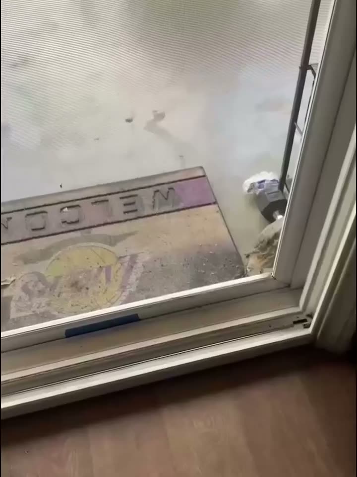 View through a window screen showing a kitten on the outside…