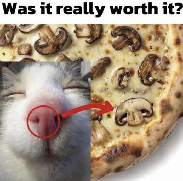 Regret is a flavor profile. Humorous comparison of a cat's nose to mushrooms on pizza, questioning if the pizza topping is worth the sacrifice. Text: Was it really worth it?