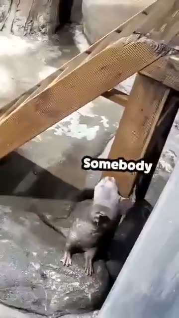 Otter finally gets the invite