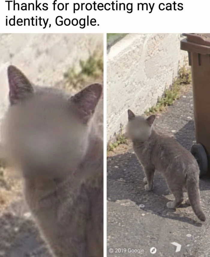 Two Google Street View images of cats, with the left cat's face blurred while the right cat's face remains visible. Text: Thanks for protecting my cats identity, Google. / © 2019 Google
