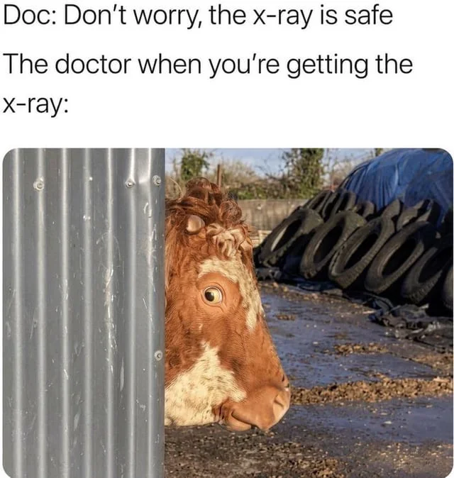 When the doctor says relax during x-rays. A cow peers nervously around a metal fence, humorously representing a doctor's reassurance before an x-ray. Text: Doc: Don't worry, the x-ray is safe / The doctor when you're getting the x-ray: