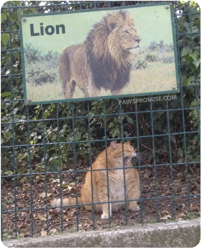 A large cat sits behind a fence beneath a sign showing a lion image labeled 'Lion'. Text: Lion / PAWSPROMISE.COM