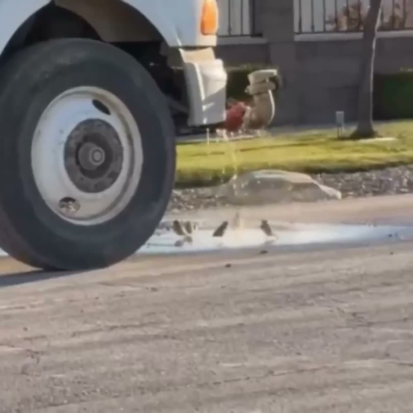 A large truck tire looms over a group of ducks gathered on the…