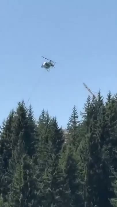 A helicopter flies above a dense forest of coniferous trees against…