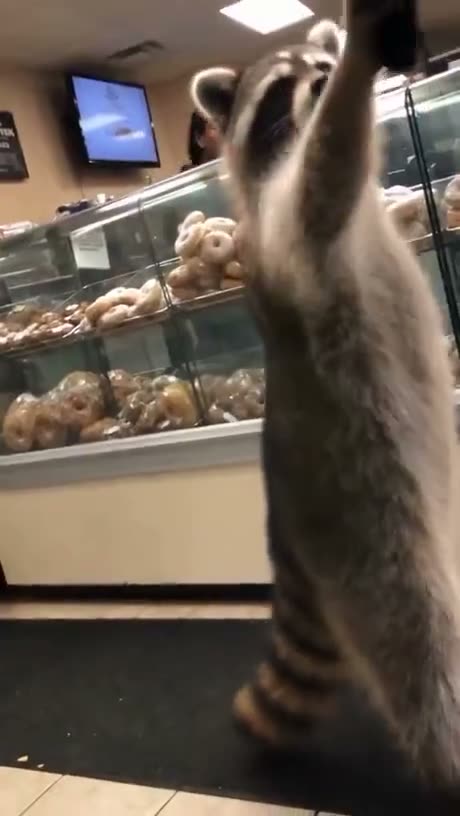 Calm down, Rocket.
