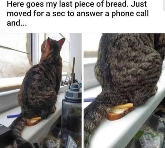 Hehe cat butt. A tabby cat eating a slice of bread while sitting on a windowsill. Text: Here goes my last piece of bread. Just moved for a sec to answer a phone call and