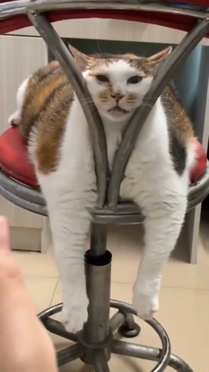 A cat sitting in an office chair with its paws on the armrests,…
