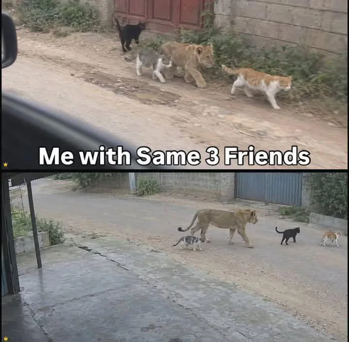 Meme comparing a group of four animals walking together to hanging out with the same three friends. Text: Me with Same 3 Friends
