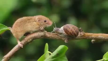 Mr Jingles the harvest mouse, meets a snail...