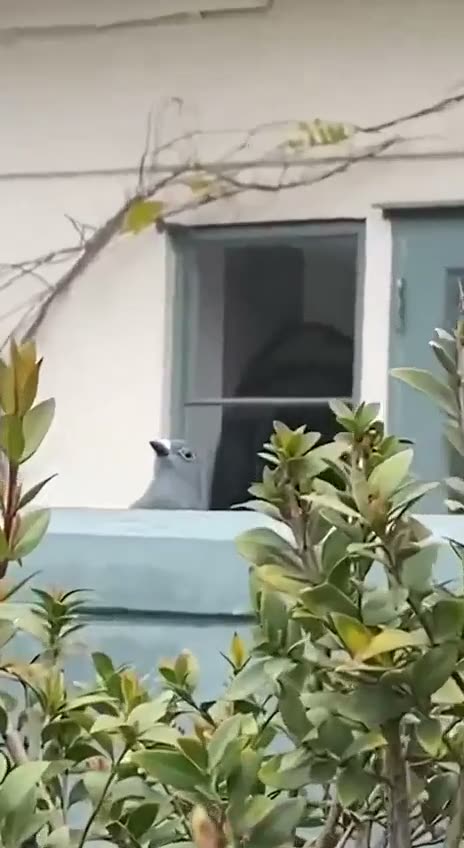 A cat peers out from a window behind potted plants and climbing…