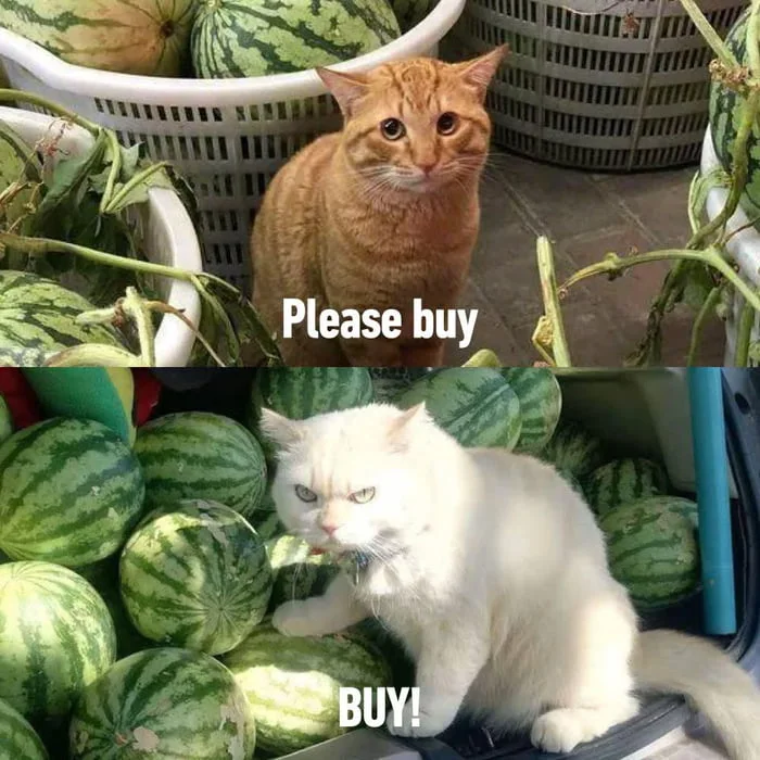 Two cats at a produce stand with watermelons, one pleading and one demanding to buy. Text: Please buy / BUY!