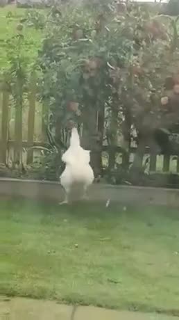 A white dog stands on hind legs in a garden, appearing to jump or…