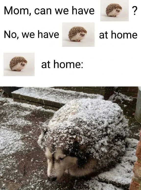 Meme comparing a small hedgehog to a large snow-covered dog, humorously showing the difference between what you want and what you have. Text: Mom, can we have ? / No, we have at home / at home:
