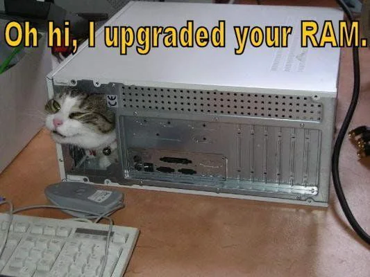 Meet your system administrator. A cat sits inside an open computer tower case, appearing to have replaced the internal components. Text: Oh hi, I upgraded your RAM