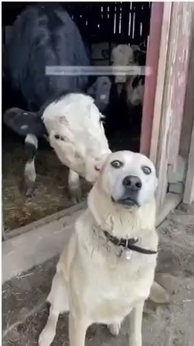 A white dog looks at the camera while a dark-colored goat stands…
