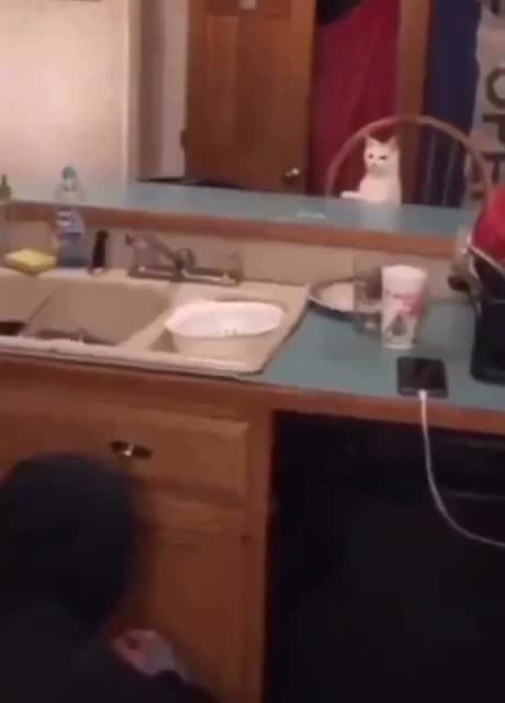 A cat sits on a bathroom counter looking at its reflection in the…