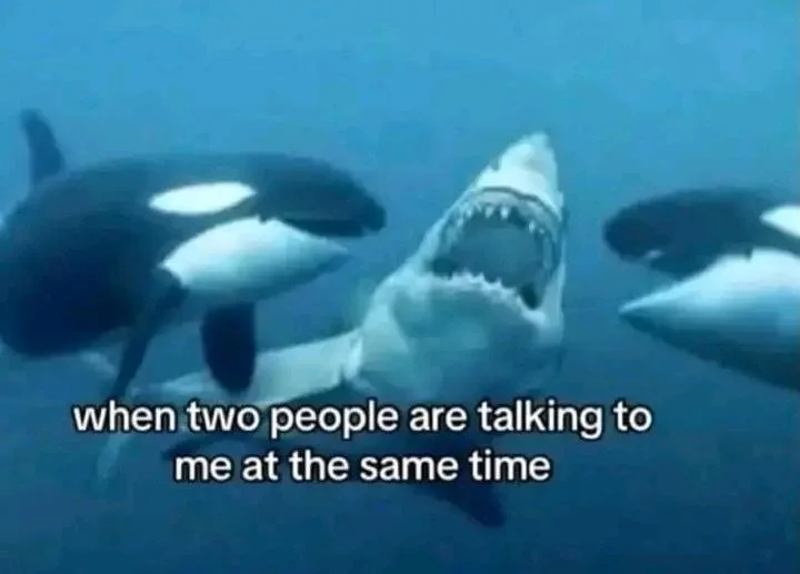 A great white shark with its mouth wide open surrounded by orcas, representing confusion when multiple people speak simultaneously. Text: when two people are talking to me at the same time