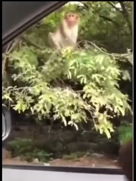 A monkey peers through a car window surrounded by leafy branches,…