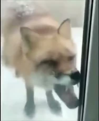 When your fox friend skips his meds