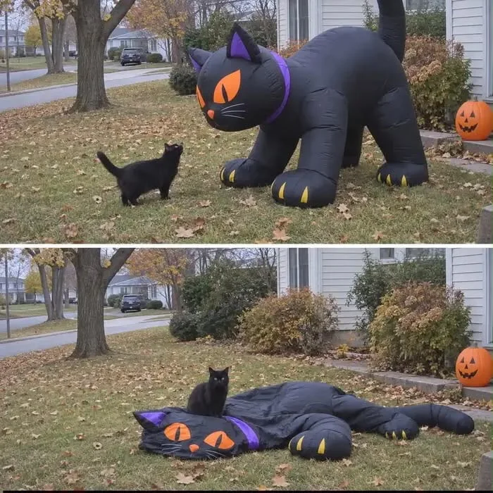 Not hehe. Two photos showing a black inflatable Halloween cat decoration being stalked by a real black cat