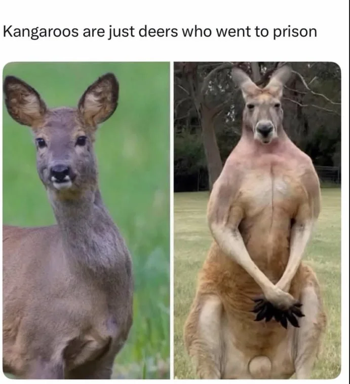 Gym gains are real. Side-by-side comparison of a regular deer and a muscular kangaroo showing physical differences humorously. Text: Kangaroos are just deers who went to prison