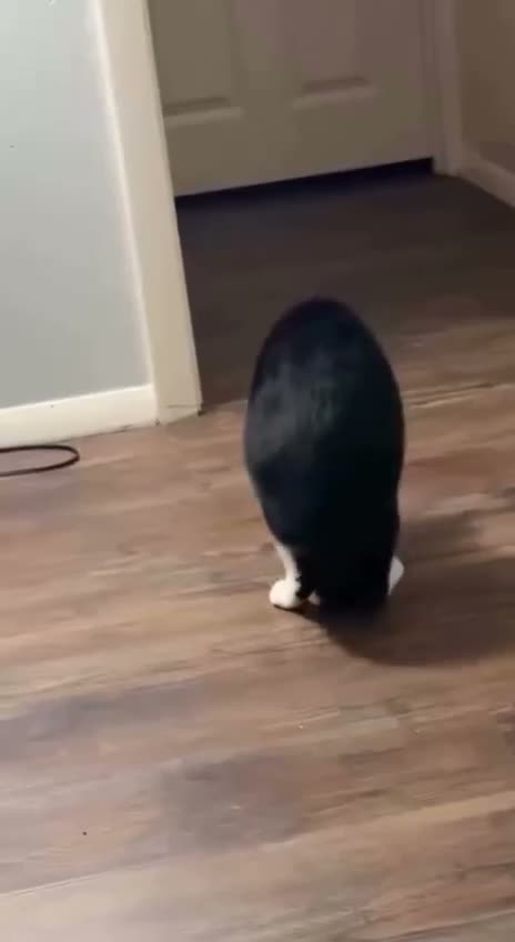 A black cat with white paws walking away on a wooden floor indoors.