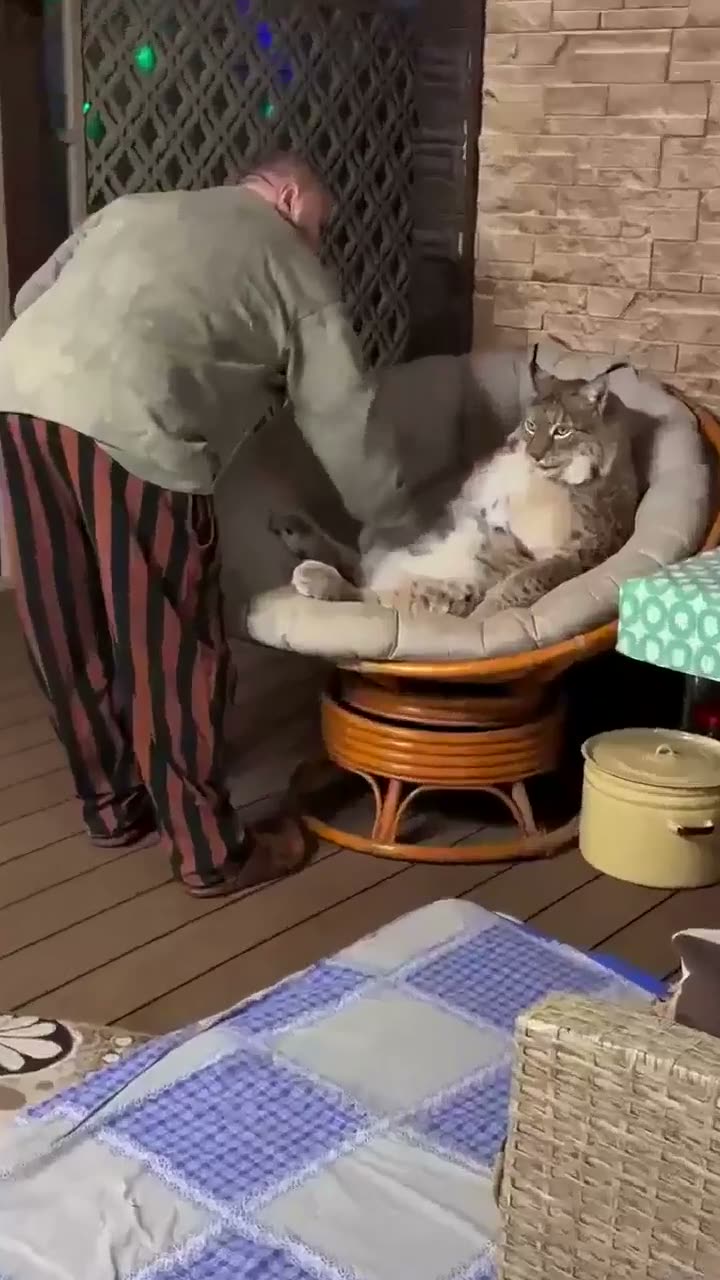 A person bends over to pet a large tabby cat sitting in a woven…