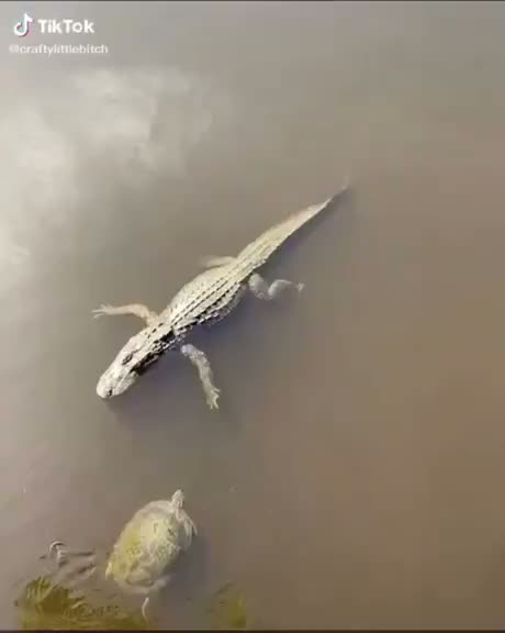 An alligator and a turtle swimming together in murky water viewed…
