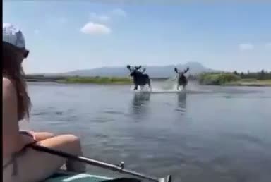 Person in kayak paddling toward two moose standing in shallow water…