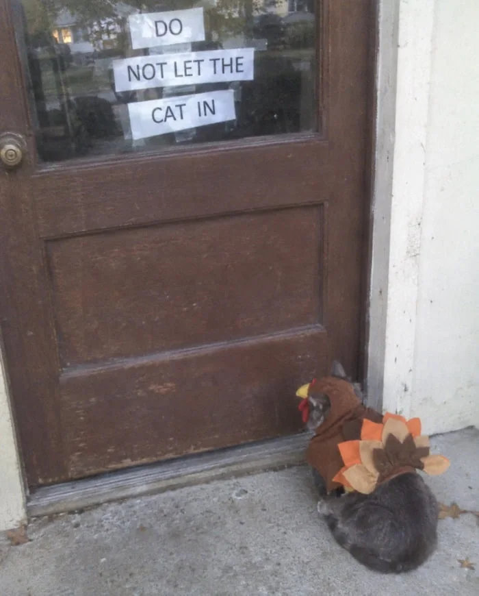 Looks like a perfectly legitimate bird to me. A sign on a door warns not to let a cat in, while a cat dressed as a turkey sits outside. Text: DO / NOT LET THE / CAT IN