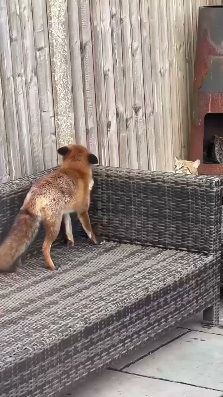 A meerkat stands on hind legs on a wicker couch with a cat visible…
