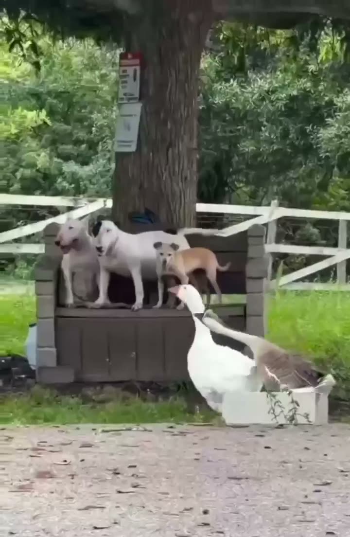 Three dogs stand on a wooden platform around a tree while a goose…