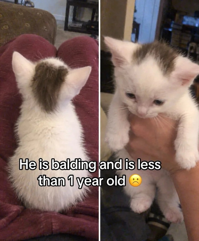 Two photos of a young white cat with brown markings showing hair loss on its head. Text: He is balding and is less than 1 year old ☹️