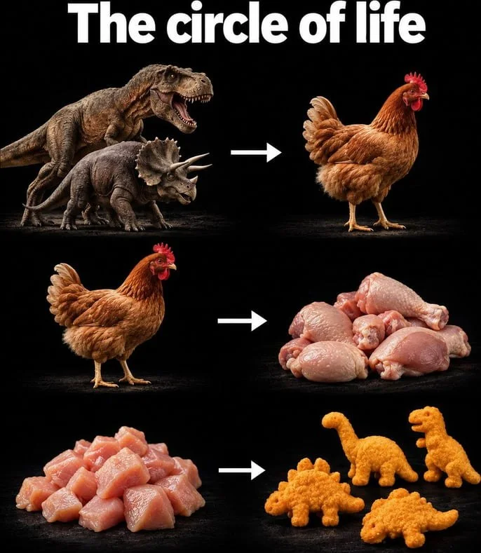 Humorous diagram showing dinosaurs transforming into chicken, then chicken nuggets, illustrating a comedic food chain. Text: The circle of life