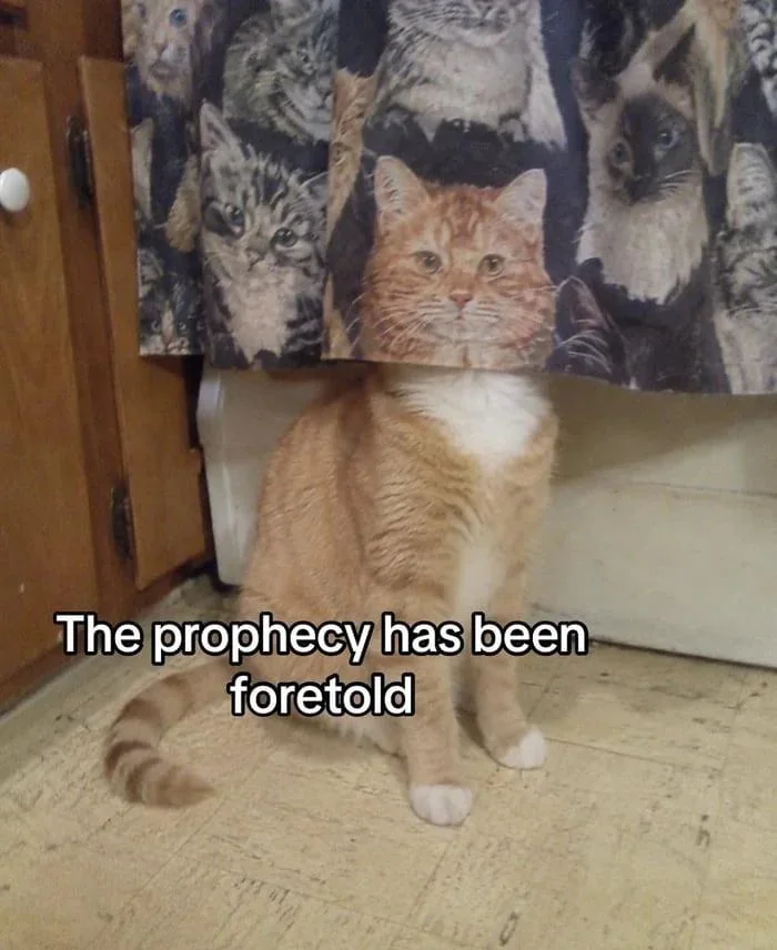 Prophecy. An orange and white cat sits in front of a tapestry with cat faces, creating a humorous visual prophecy. Text: The prophecy has been foretold