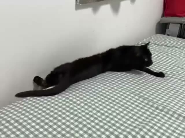 A black cat stretched out horizontally on a checkered bedspread…